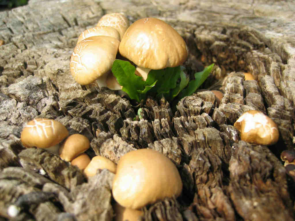 I Funghi primaverili: Agrocybe aegerita